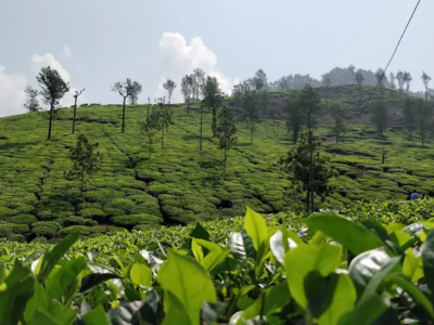 Samse Tea Estate near Nooji Homestay